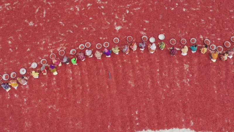 Aerial View of women collecting red chilli, Bangladesh.