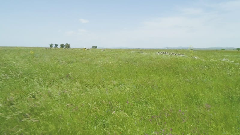 Aerial view of horses in a grassland landscape, Golan Heights, Israel.