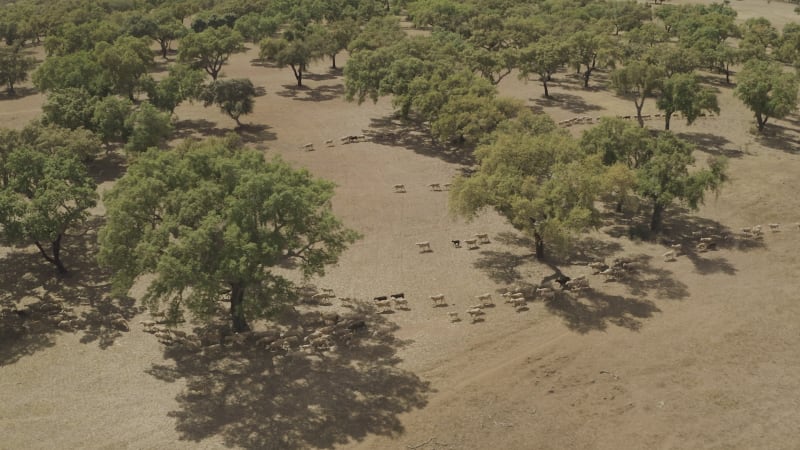 Aerial view of cattle walking freely in the valley in Portugal.