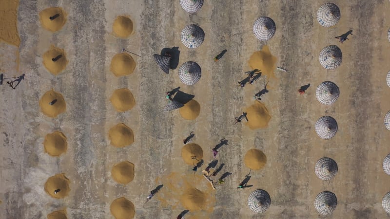 Aerial View of farmers working on rice field draining and drying rice at sunlight, Dhamrai, Dhaka, Bangladesh.