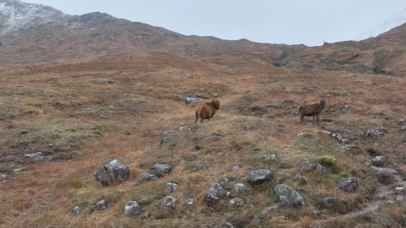 Majestic Red Deer Stags in Scotland Slow Motion