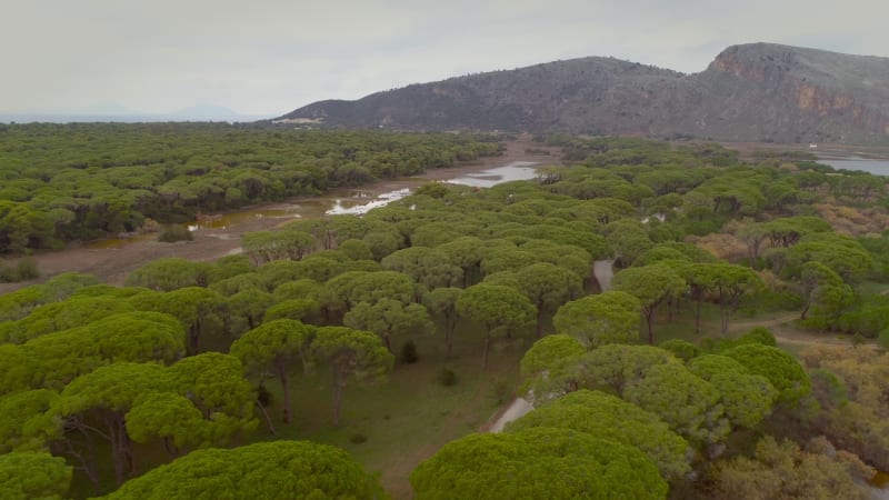 Aerial view of pine grove in the region of Patras.