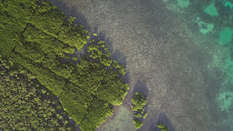 Aerial abstract view of mangroves by the coast in Taloto district.