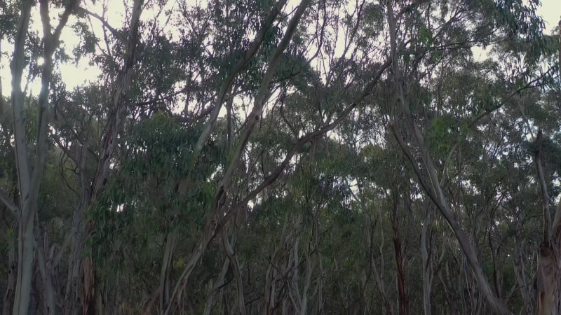 Fly Through of Australian Forests on the South Coast