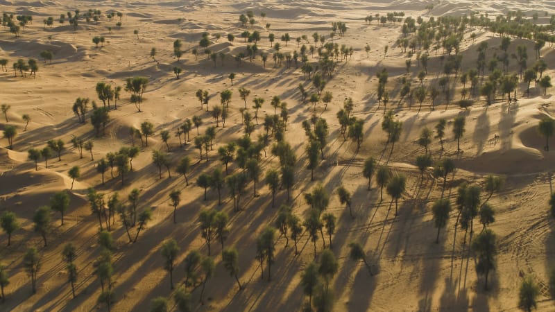 Aerial view of many trees growing on the middle of sand during sunset.