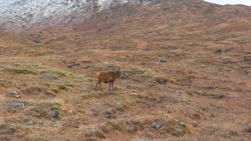 Majestic Red Deer Stag in Scotland Slow Motion