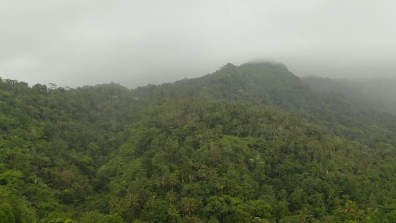 Lush green tropical rainforest vegetation on the side of the foggy mountain. Palm trees in the jungle on the hill slopes on a cloudy day