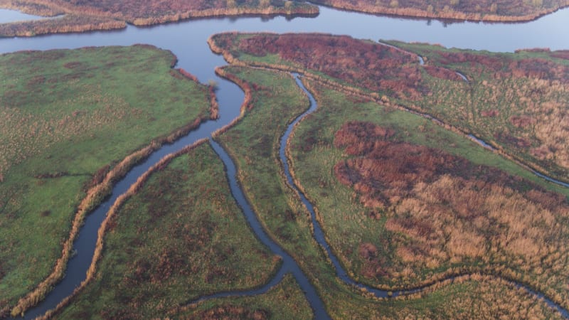 Dutch River Delta Ecosystem: Reeds, Marshes, and Flooded Farmlands