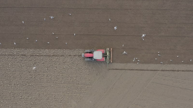 A Tractor Plowing a Field is Swarmed by Birds Before Seed Drilling