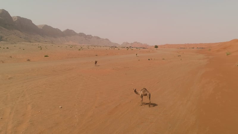 Aerial view group of camels wandering together at a desert landscape.