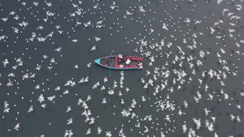 Aerial view of people feeding birds on boats at Yamuna river in Delhi, India.