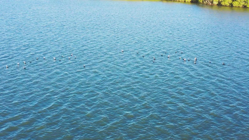 Aerial view of Pied Cormorants, Sunshine Coast, Queensland, Australia