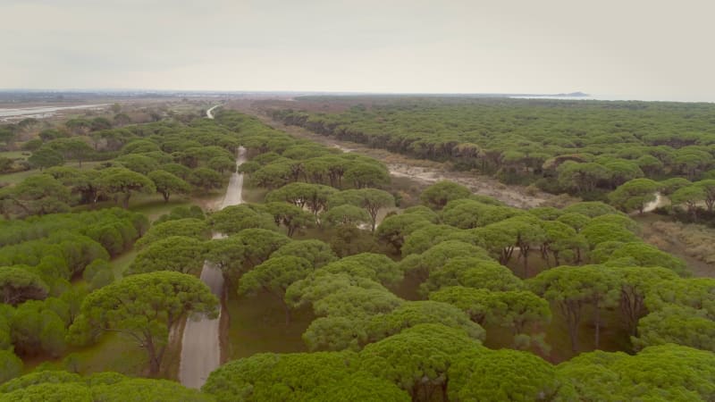 Aerial view of pine grove in the region of Patras.