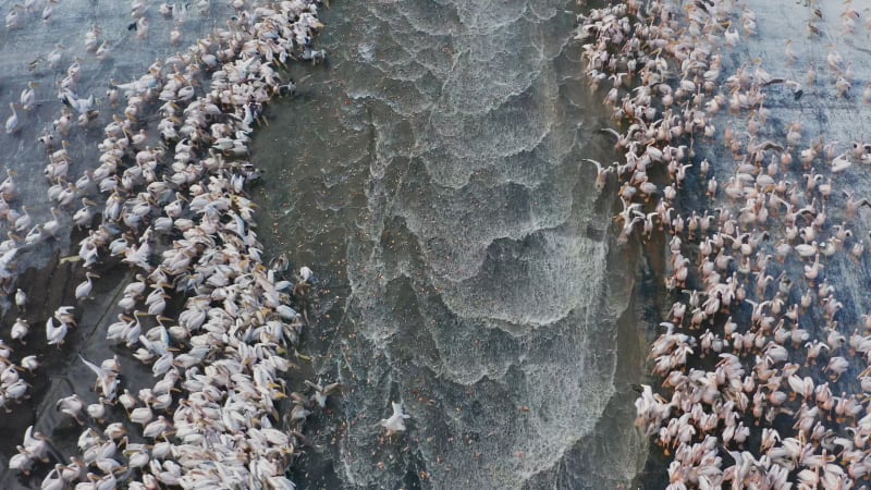 Large colony of Migrating Pelicans gathering in expectation for an  alternative feed of unmarketable Fish.