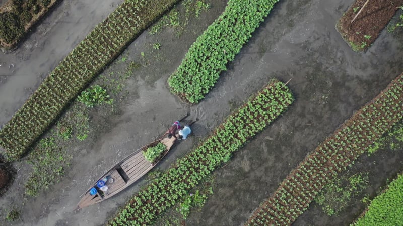 Aerial view of farmers doing the harvest in Banaripara, Barisal, Bangladesh.