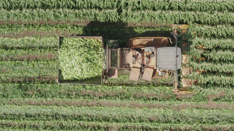 Corn picker harvesting a large filed of Sweet Corn cobs, Aerial follow footage.