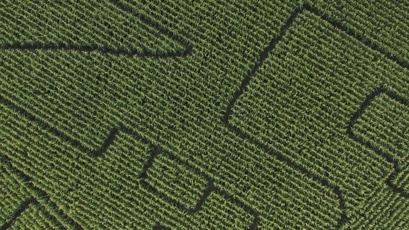 Corn maze route that has been carved in a plantation in the Netherlands