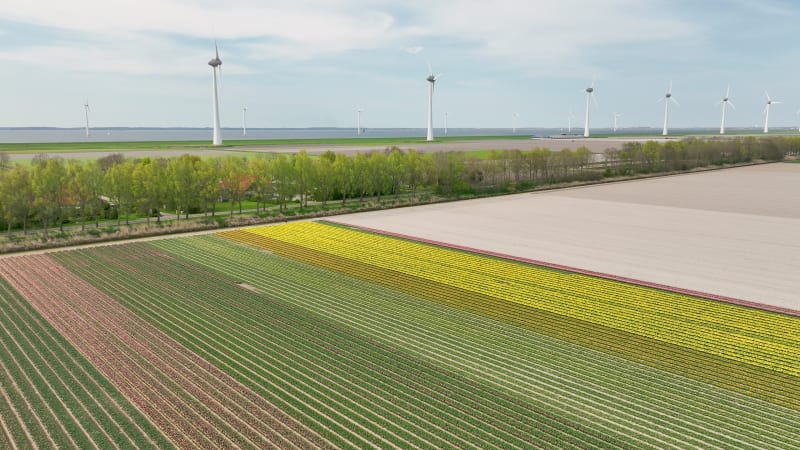 Aerial view of flowering tulip field and wind turbines, Flevoland, Netherlands