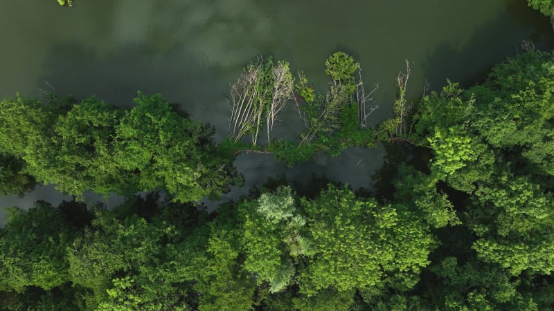 Scenic Aerial View of Krimpenerwaard Forest and Waterways, Netherlands