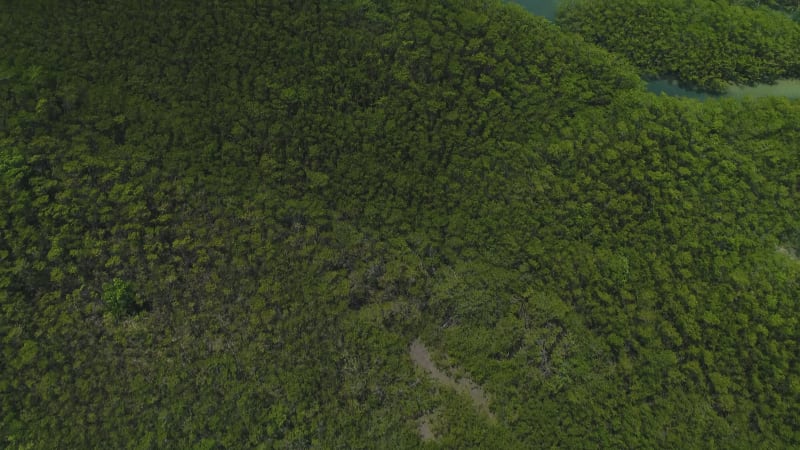 Aerial view of transparent river surrounded by rainforest, Cascalve.