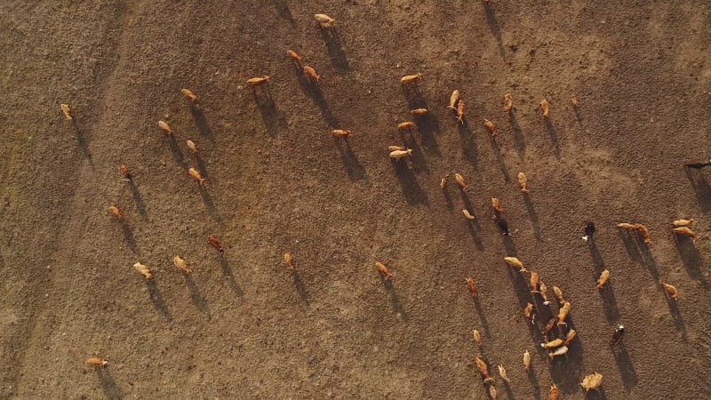 Aerial view of cattle grazing in the field at sunset at the island of Vormsi.