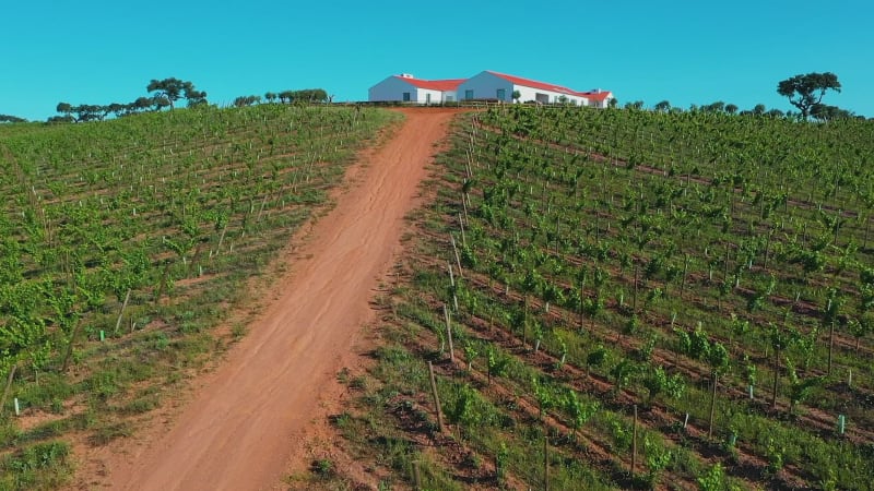 Aerial view of house on vineyard estate.