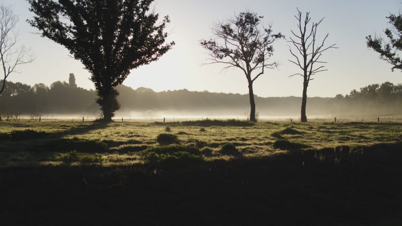 Dutch River Delta Ecosystem: Reed, Marshes, and Farmlands