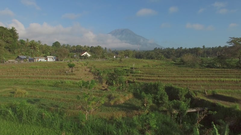 Aerial view of green rice fields in the countryside, Lombok.