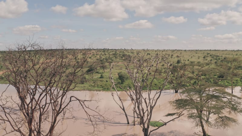 Dry dead trees in muddy brown water in Africa