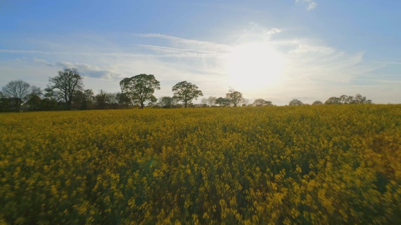 Oilseed Field at Sunset Aerial Flyover