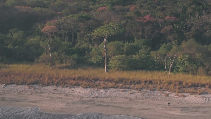 White sandy beach, Nosara, Guanacaste, Costa Rica. Aerial drone view