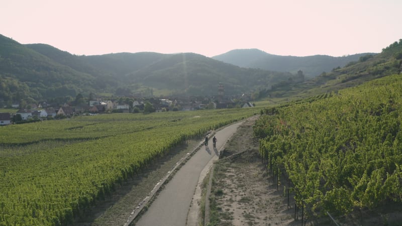 Aerial view of couple cycling on road through vineyards.