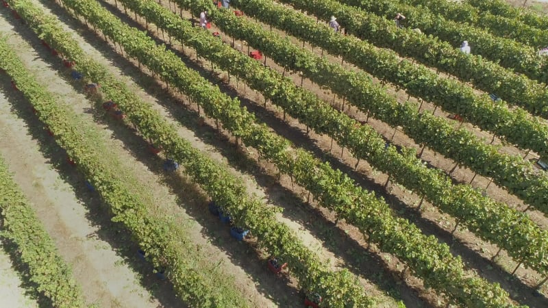 Aerial view of group working in vineyard.