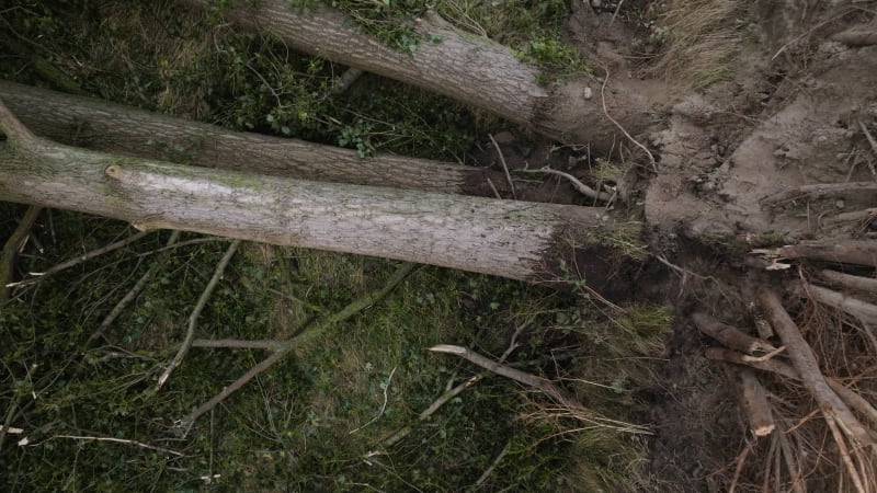 Aerial view of a fallen tree post-storm Poly in Heemskerk, Netherlands. July 2023.