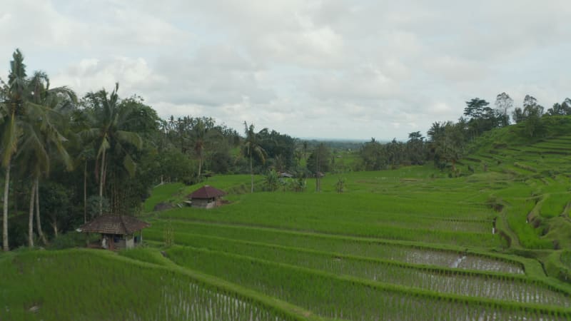 Lush green rice fields filled with water with small rural farms in Bali. Ascending dolly aerial view of vast farm terraces in the countryside