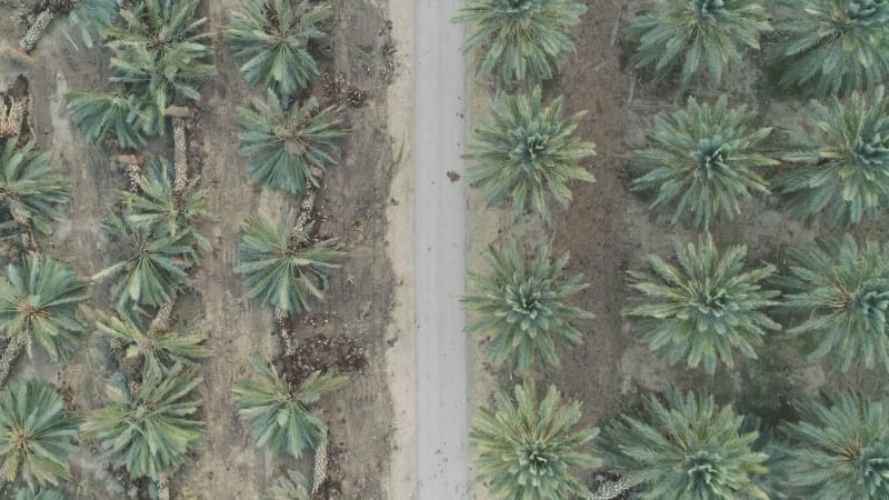 Aerial view of palm trees cut in a field, Dganya, Sea of Galilee, Israel.