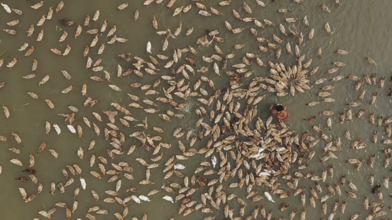 Aerial View of a fisherman along Baulai river in Sylhet state, Bangladesh.