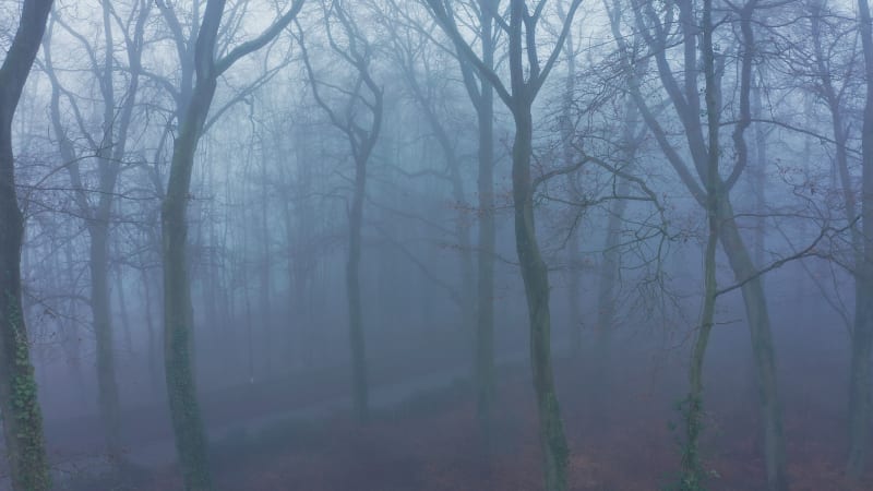 Car driving through mysterious foggy forest