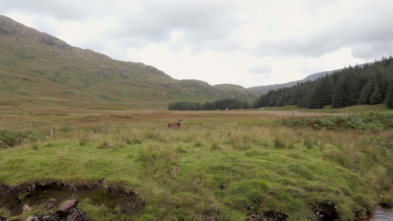 A Red Deer Stag in the Scottish Highlands