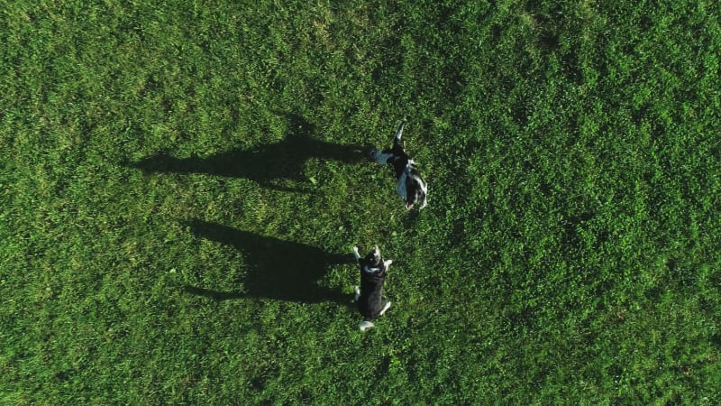 Aerial view of people with Hula Hoop in Zagreb, Croatia.