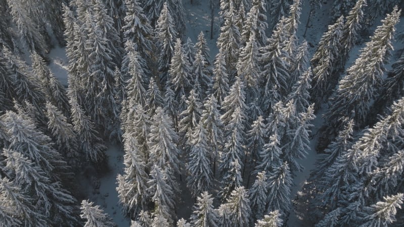 Snow-Covered Trees in Flachau from Above