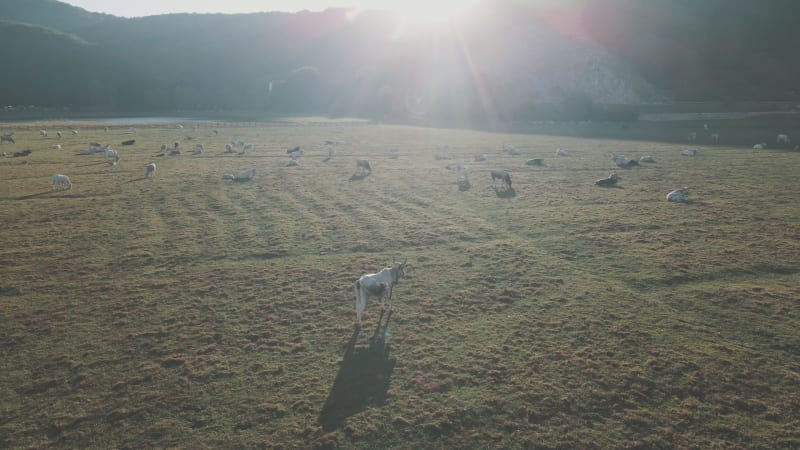 Aerial view of cows on Laceno lake, Bagnoli, Avellino, Italy.