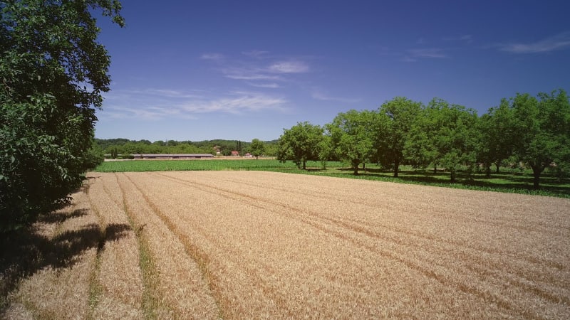 Aerial view of wheat agriculture.