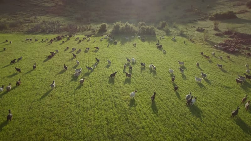 Aerial view of goats grazing in field on farmland.