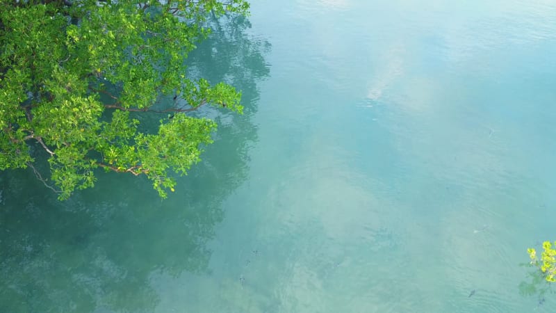 Small sharks swimming in the water below mangrove tree