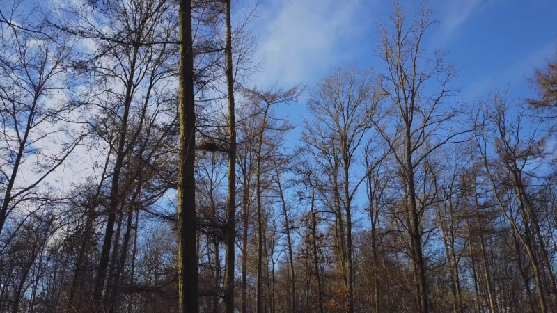 Winter Woodland View Through the Bare Trees