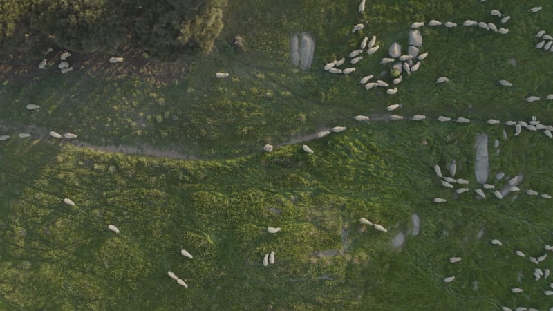 Aerial view of hundreds of sheep walking in field.