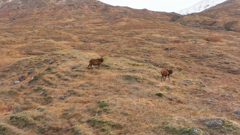 Majestic Red Deer Stags in Scotland Slow Motion