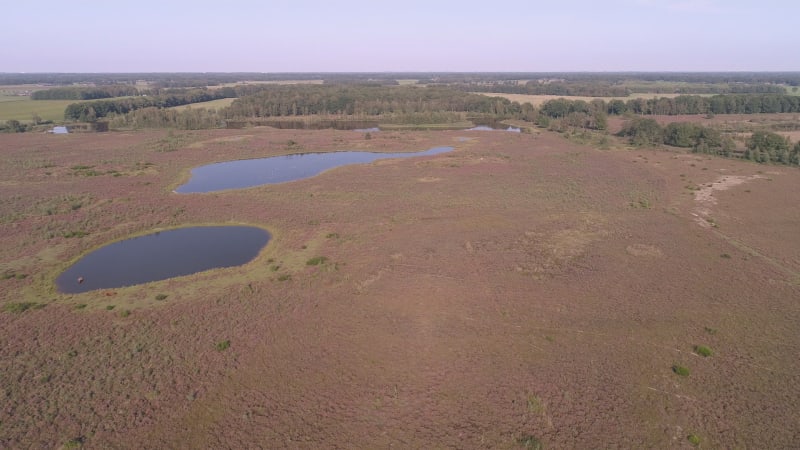 Aerial view of heather field with Scottish Highlanders.