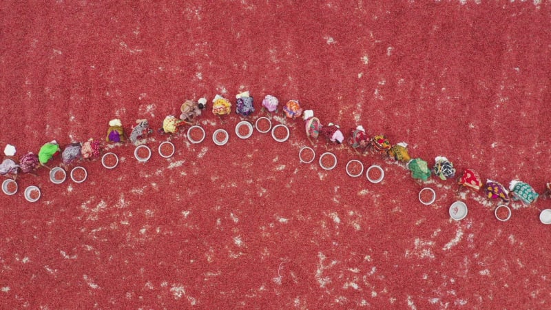 Aerial View of women collecting red chilli, Bangladesh.